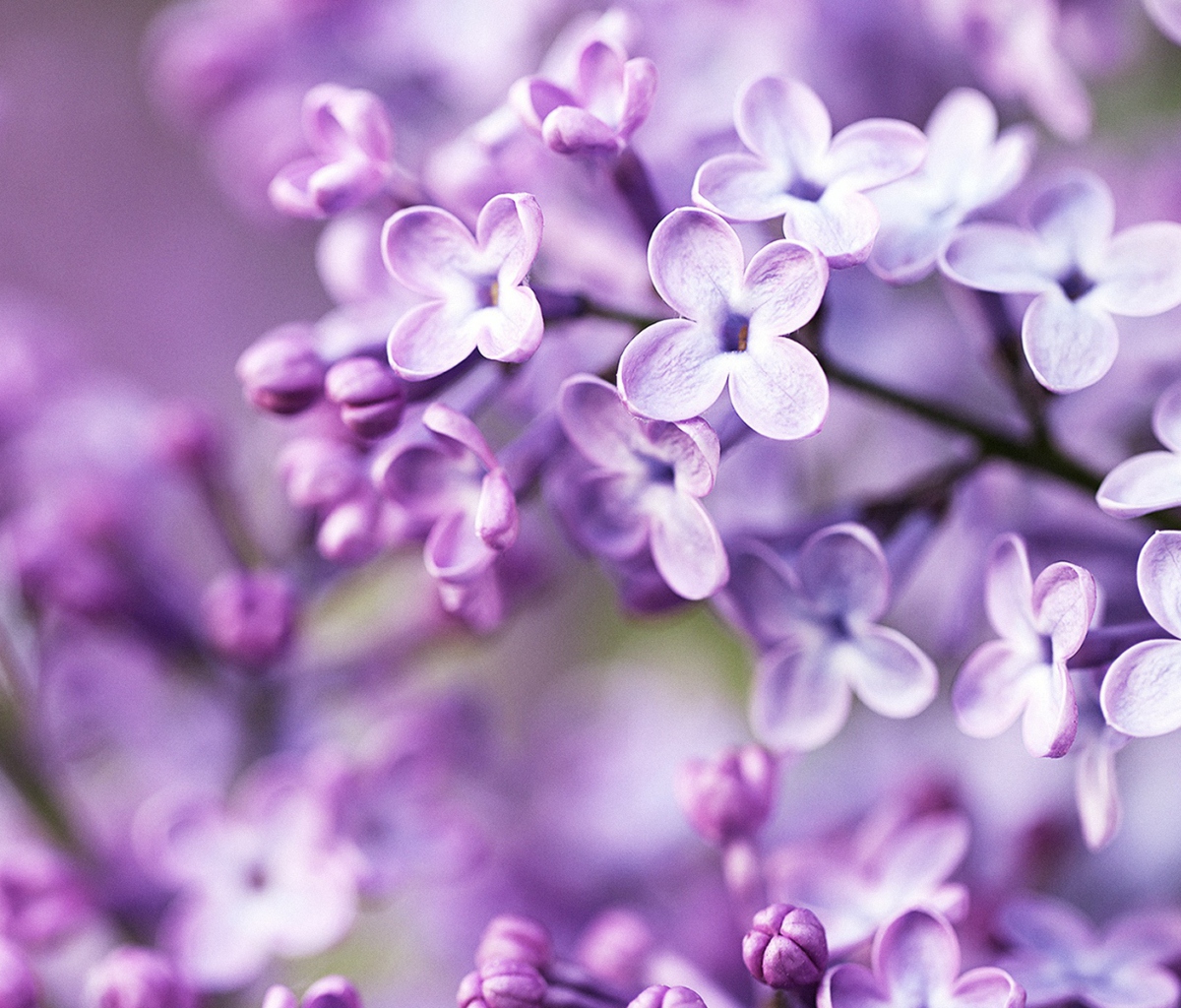 Screenshot №1 pro téma Spring Lilac Bloom 1200x1024