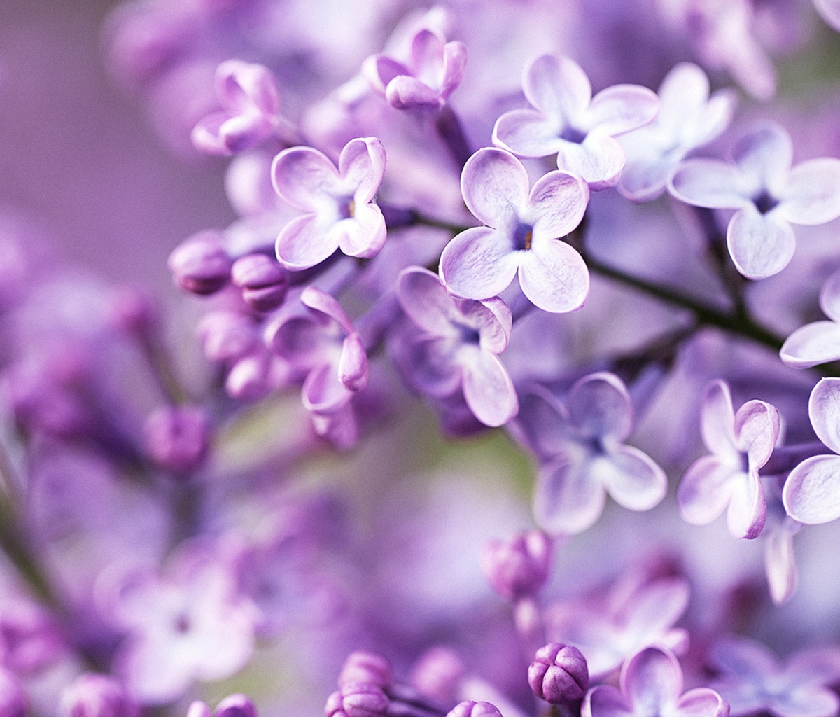 Fondo de pantalla Spring Lilac Bloom 1200x1024