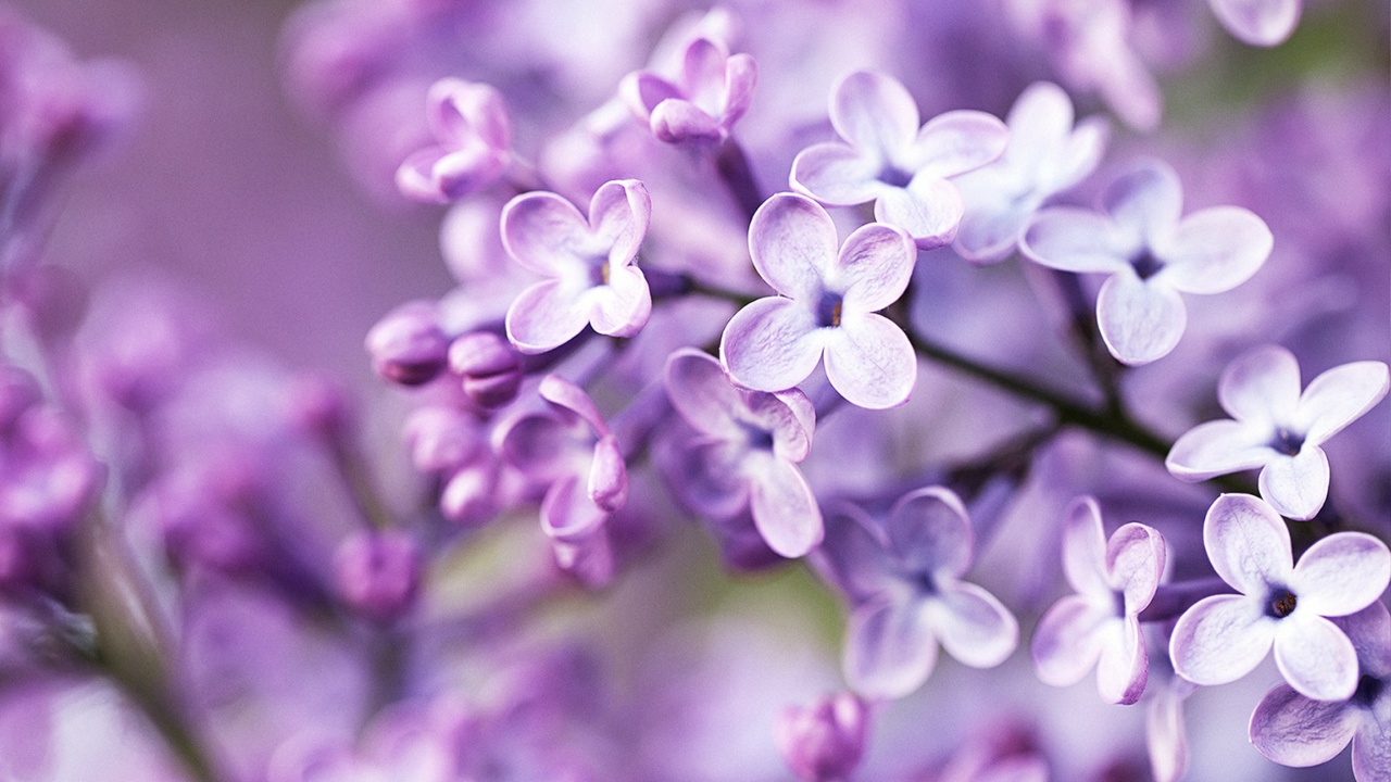 Screenshot №1 pro téma Spring Lilac Bloom 1280x720