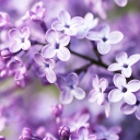 Fondo de pantalla Spring Lilac Bloom 128x128