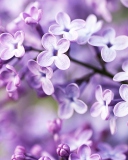 Fondo de pantalla Spring Lilac Bloom 128x160