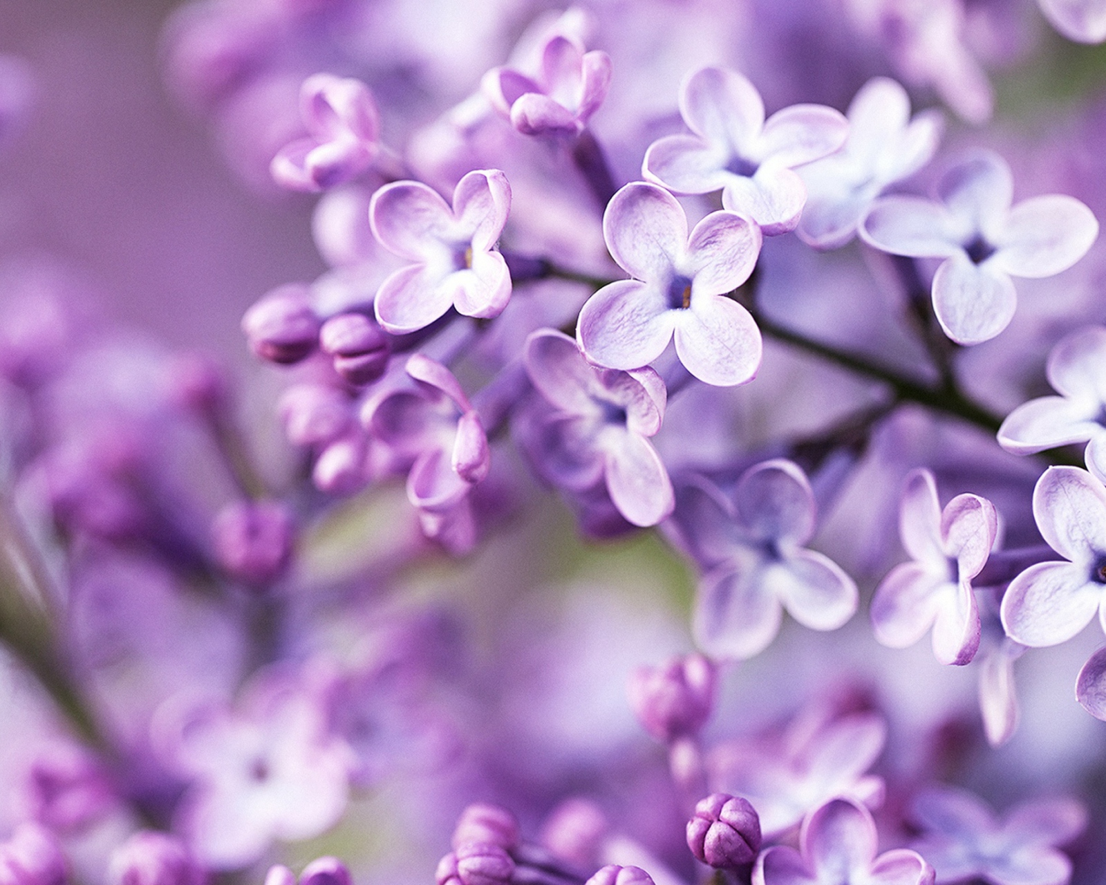 Fondo de pantalla Spring Lilac Bloom 1600x1280