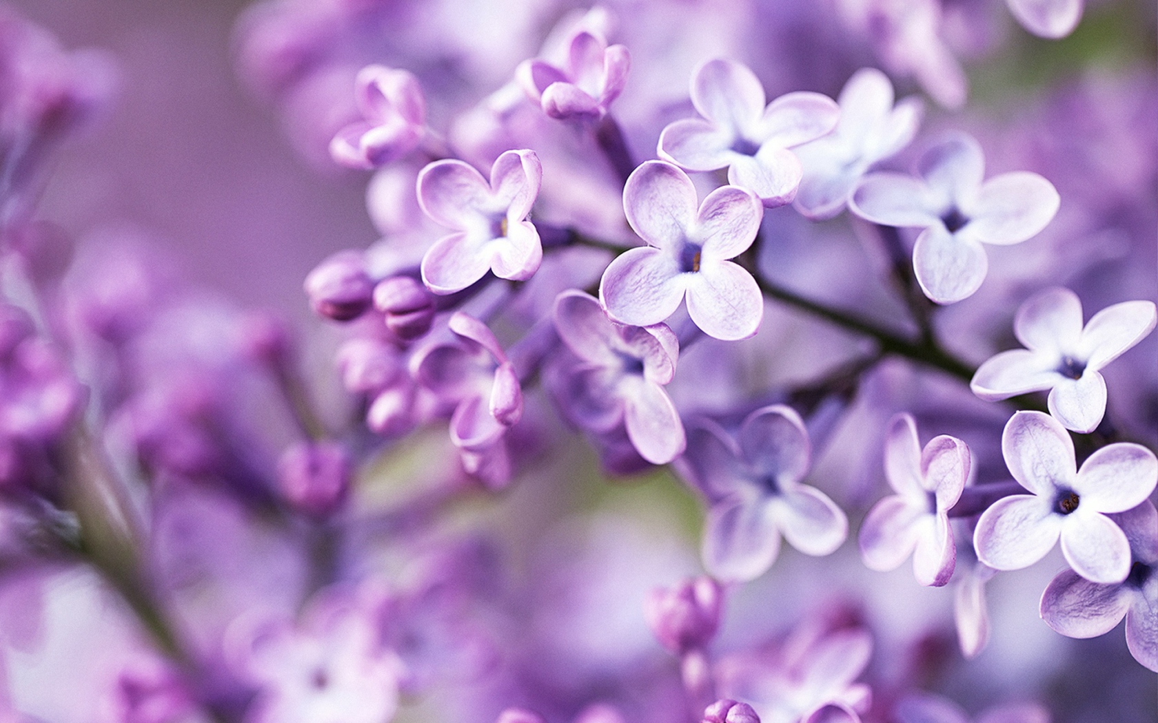 Screenshot №1 pro téma Spring Lilac Bloom 1680x1050