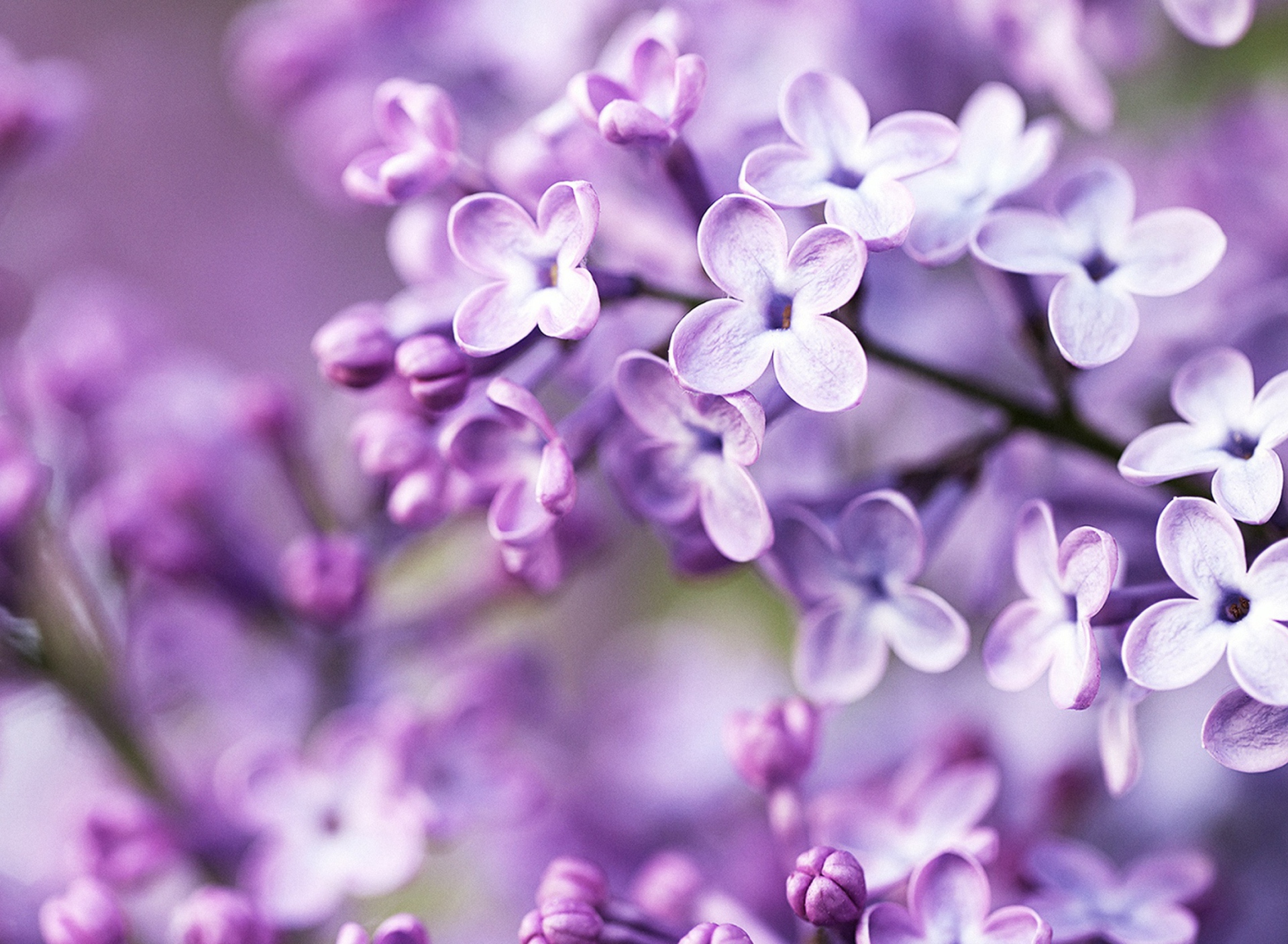 Screenshot №1 pro téma Spring Lilac Bloom 1920x1408