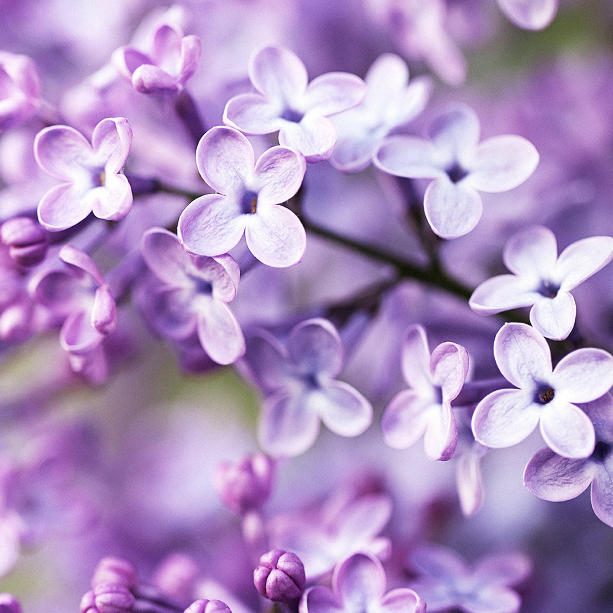Fondo de pantalla Spring Lilac Bloom 2048x2048