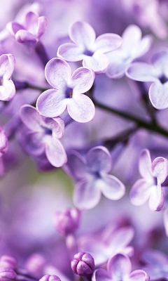 Screenshot №1 pro téma Spring Lilac Bloom 240x400