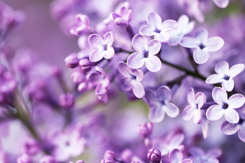 Screenshot №1 pro téma Spring Lilac Bloom 480x320