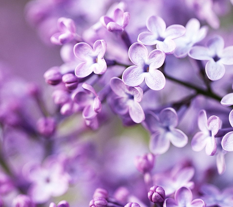 Fondo de pantalla Spring Lilac Bloom 960x854