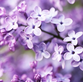 Spring Lilac Bloom sfondi gratuiti per 1024x1024