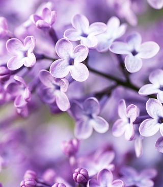 Spring Lilac Bloom papel de parede para celular para Nokia Asha 306