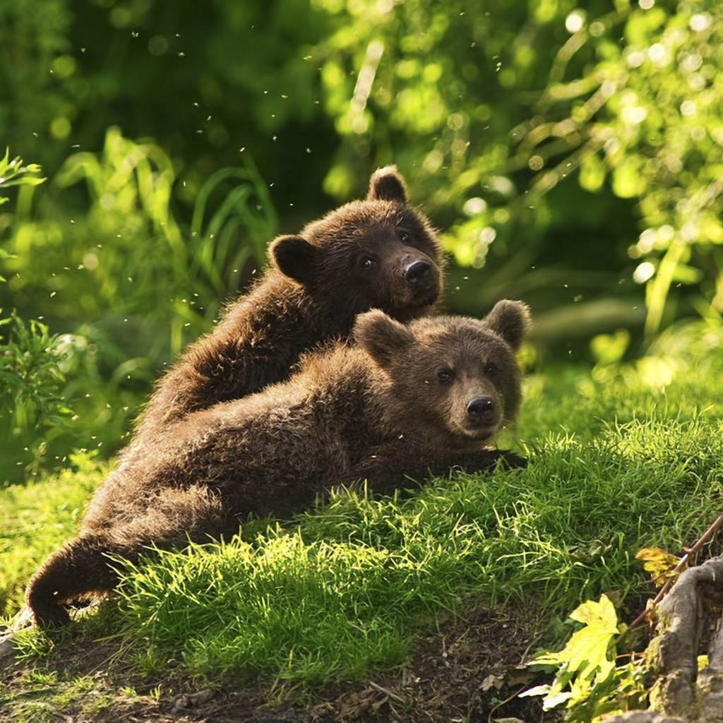 Screenshot №1 pro téma Two Baby Bears 1024x1024