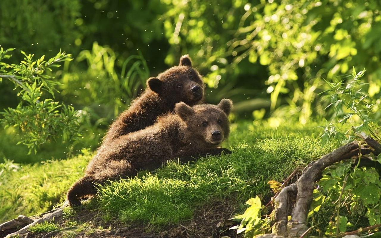 Fondo de pantalla Two Baby Bears 1280x800