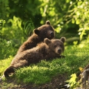 Sfondi Two Baby Bears 128x128