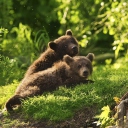 Screenshot №1 pro téma Two Baby Bears 128x128