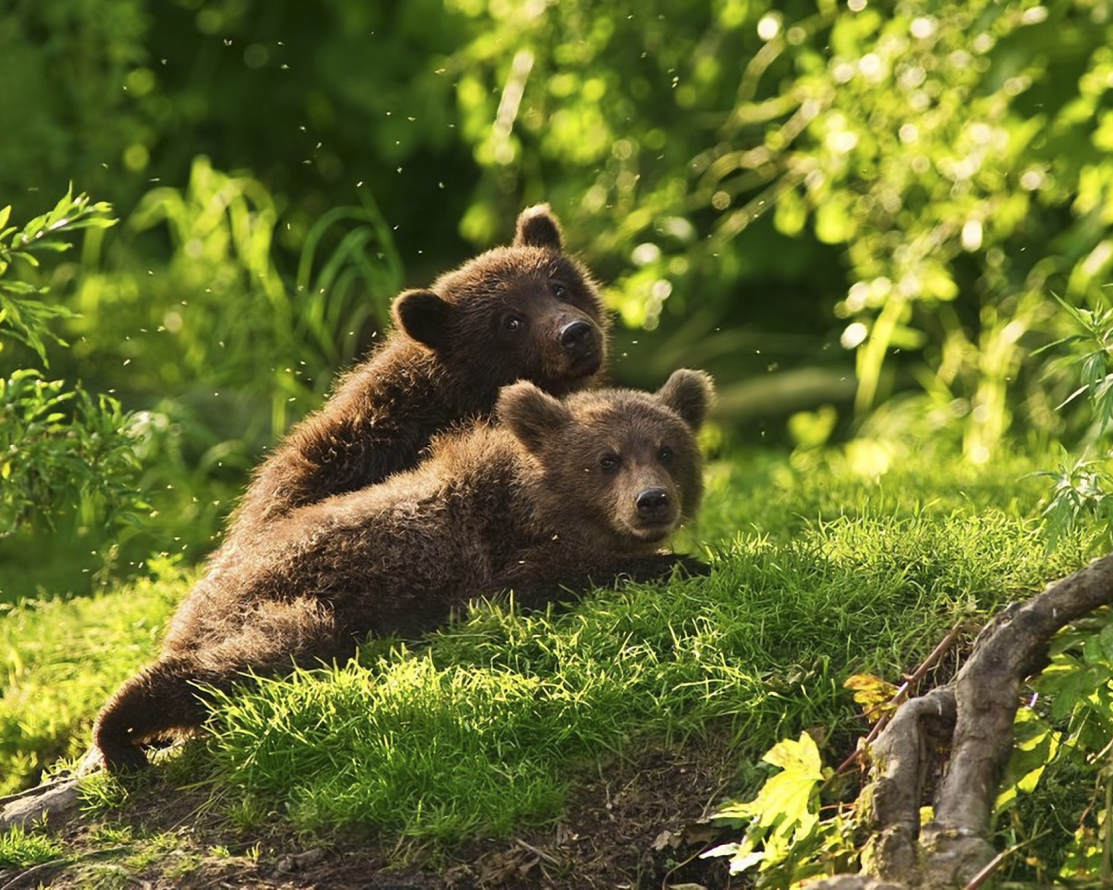 Two Baby Bears wallpaper 1600x1280