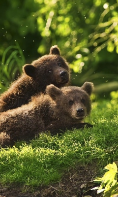 Two Baby Bears wallpaper 240x400