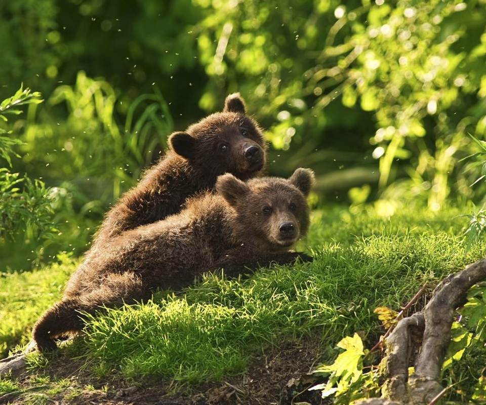 Two Baby Bears wallpaper 960x800