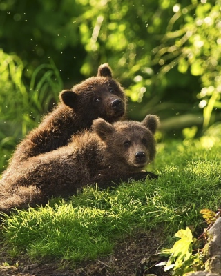 Two Baby Bears - Obrázkek zdarma pro 320x480