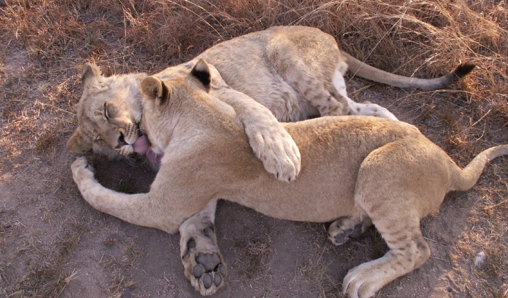 Обои Lions Playing 1024x600