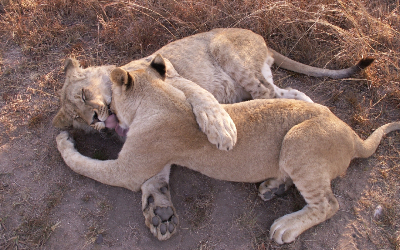 Lions Playing screenshot #1 1280x800