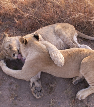 Lions Playing sfondi gratuiti per Nokia Lumia 1020
