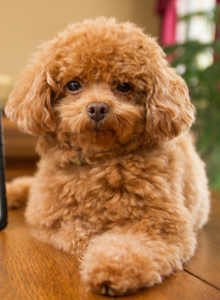 Plush Brown Dog - Obrázkek zdarma pro Nokia Asha 300