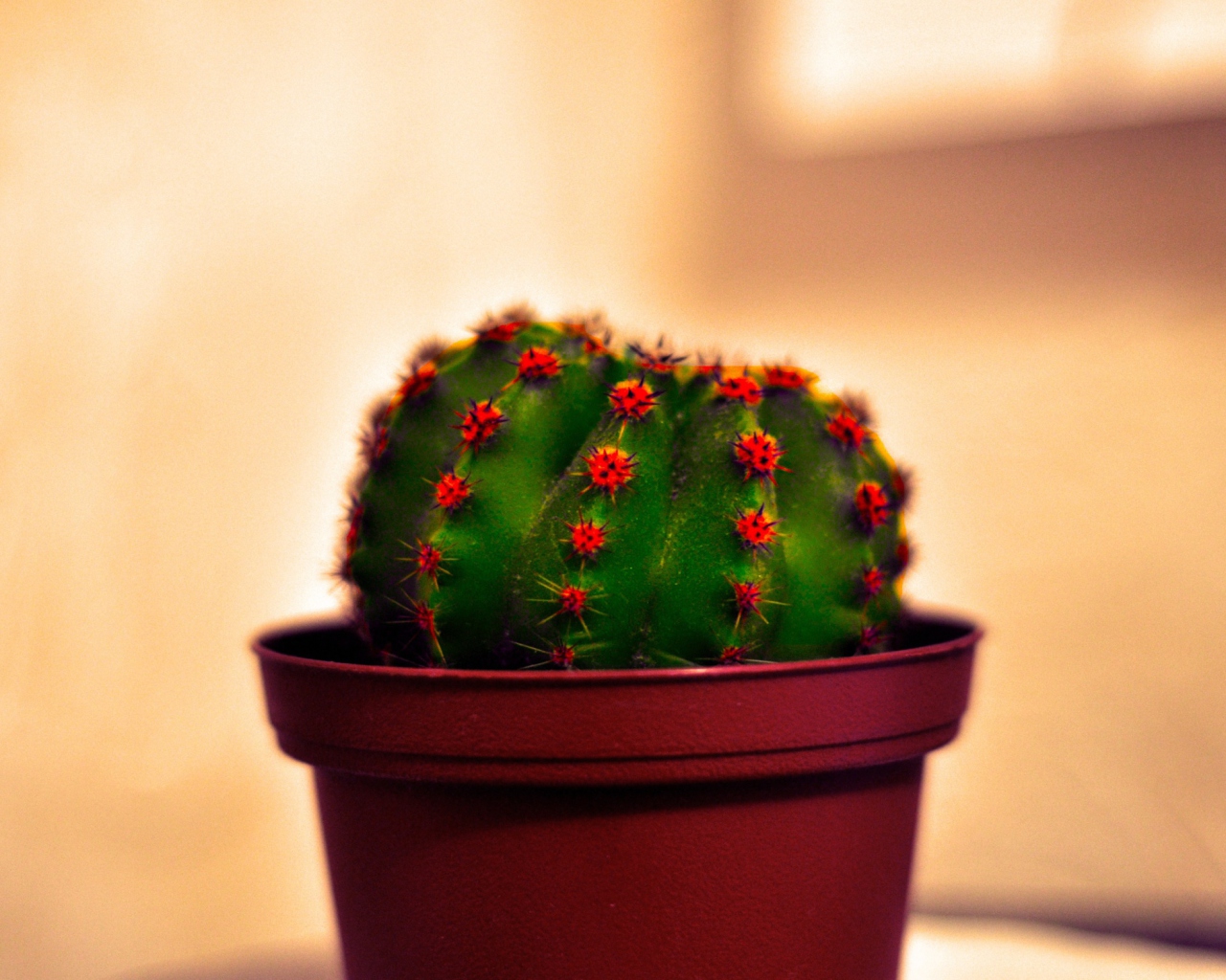 Das Cactus Wallpaper 1280x1024