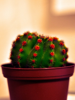 Fondo de pantalla Cactus 240x320