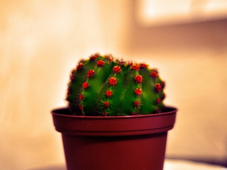 Cactus screenshot #1 320x240