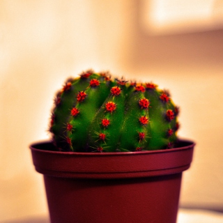 Cactus - Obrázkek zdarma pro iPad 3