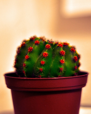 Cactus - Obrázkek zdarma pro iPhone 4