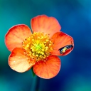 Bee On Orange Flower screenshot #1 128x128