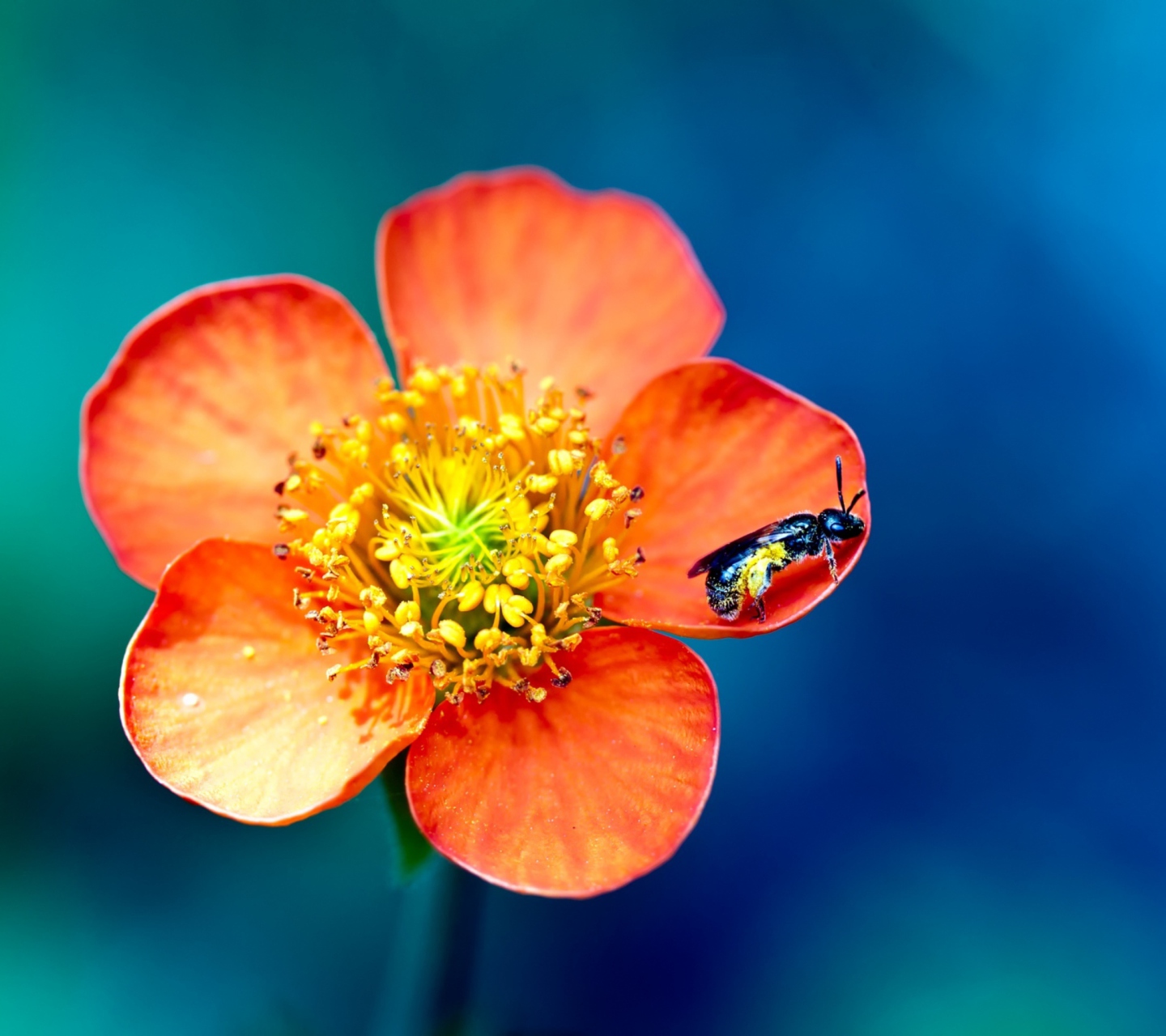 Fondo de pantalla Bee On Orange Flower 1440x1280