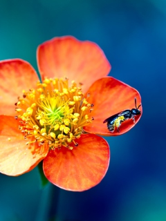 Screenshot №1 pro téma Bee On Orange Flower 240x320