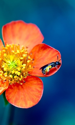 Обои Bee On Orange Flower 240x400