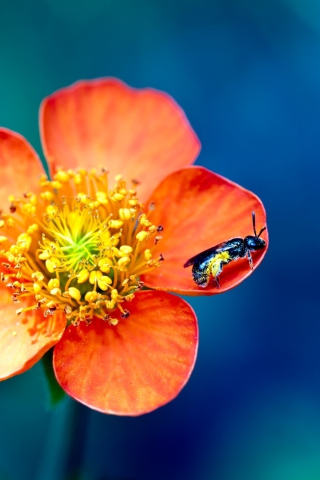 Обои Bee On Orange Flower 320x480