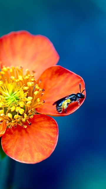 Обои Bee On Orange Flower 360x640