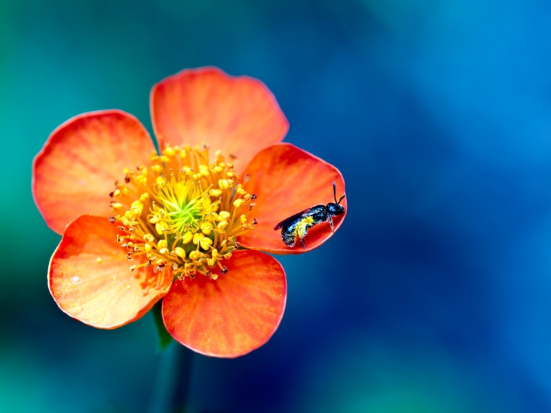 Das Bee On Orange Flower Wallpaper 800x600