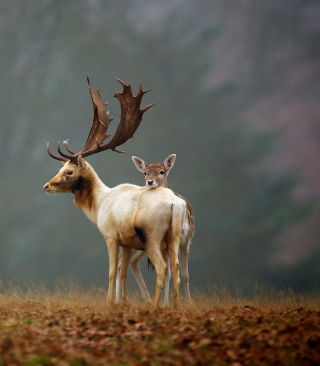 Deer Family - Obrázkek zdarma pro 750x1334