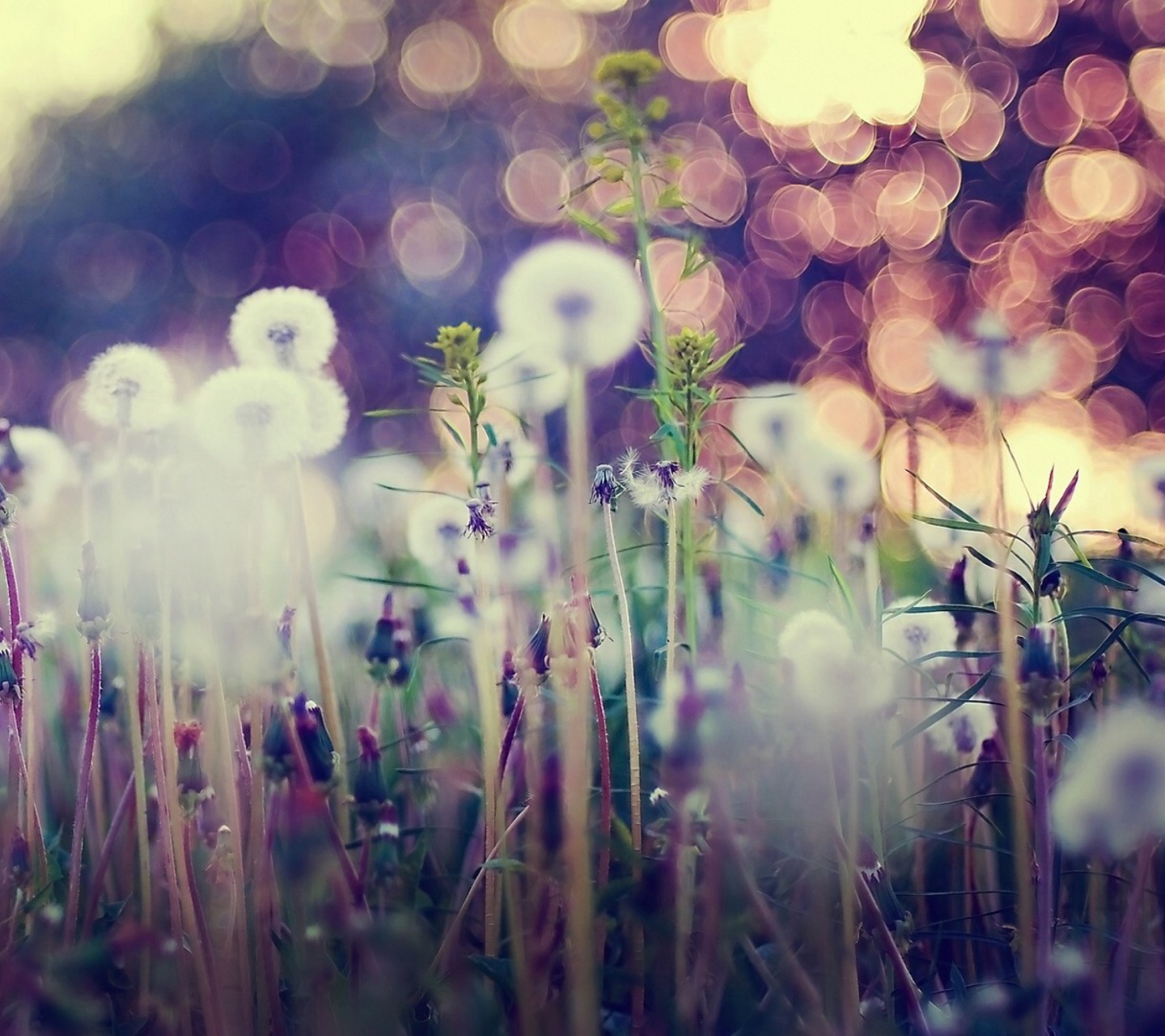 Screenshot №1 pro téma Flower Field And Beautiful Bokeh 1440x1280