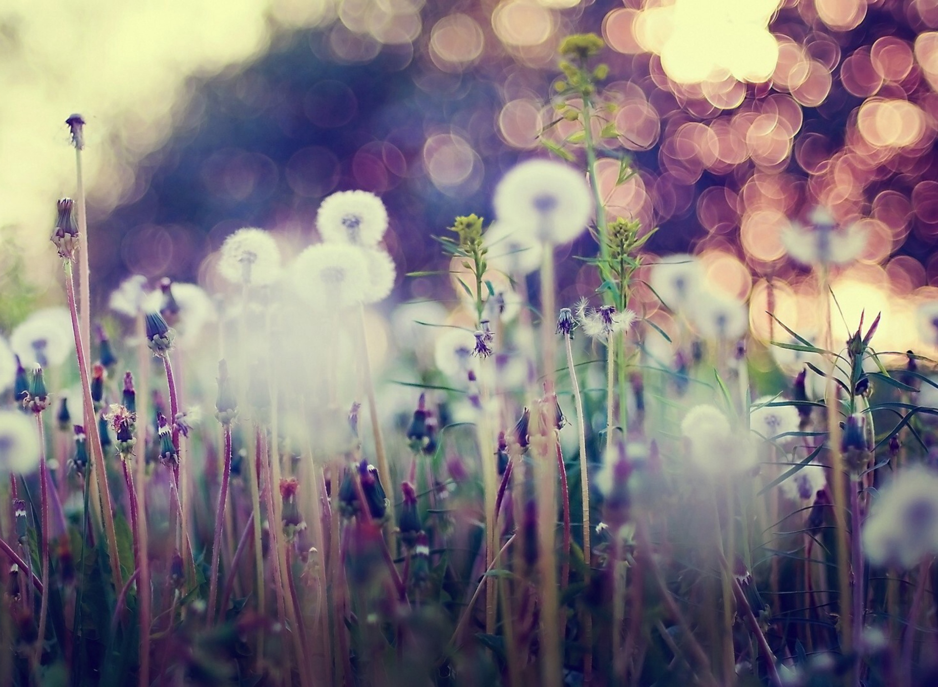 Screenshot №1 pro téma Flower Field And Beautiful Bokeh 1920x1408