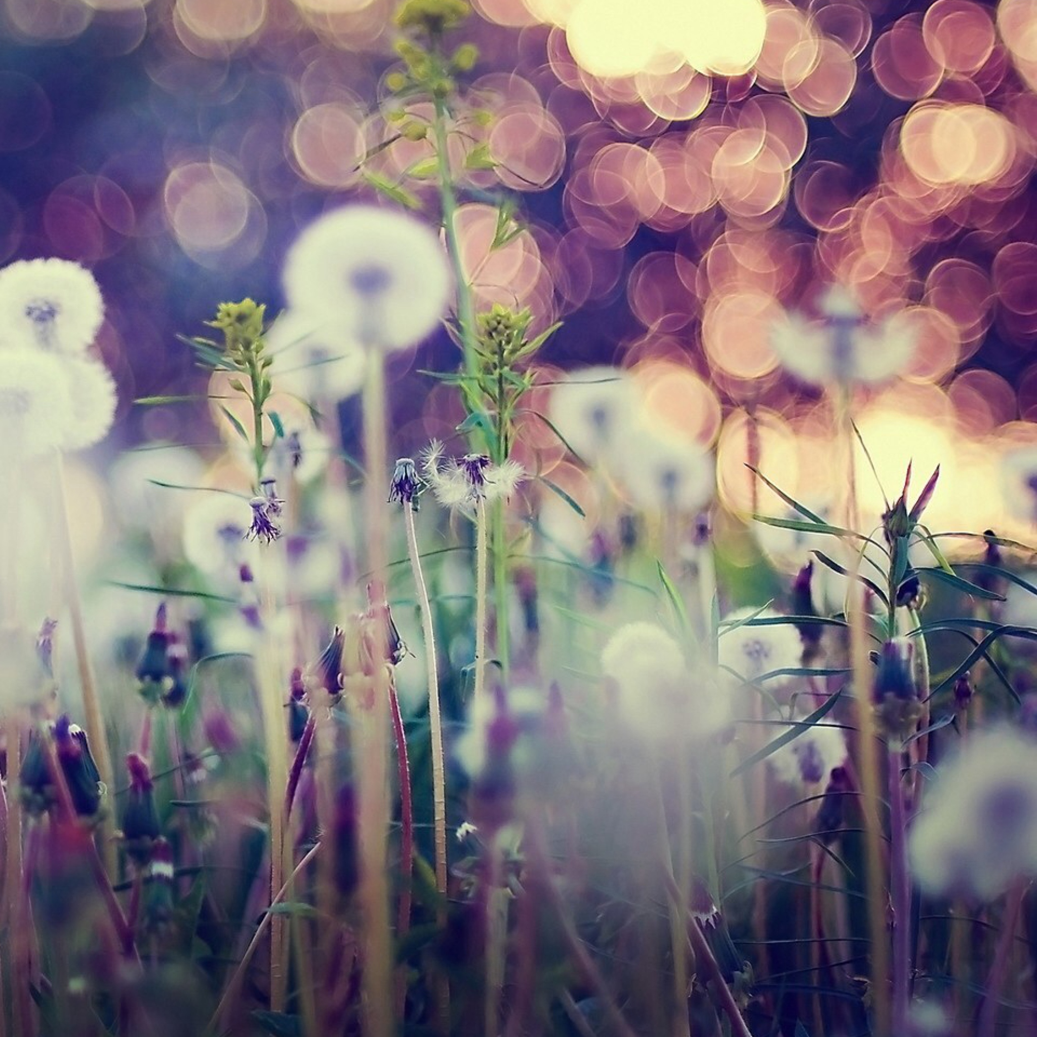 Screenshot №1 pro téma Flower Field And Beautiful Bokeh 2048x2048