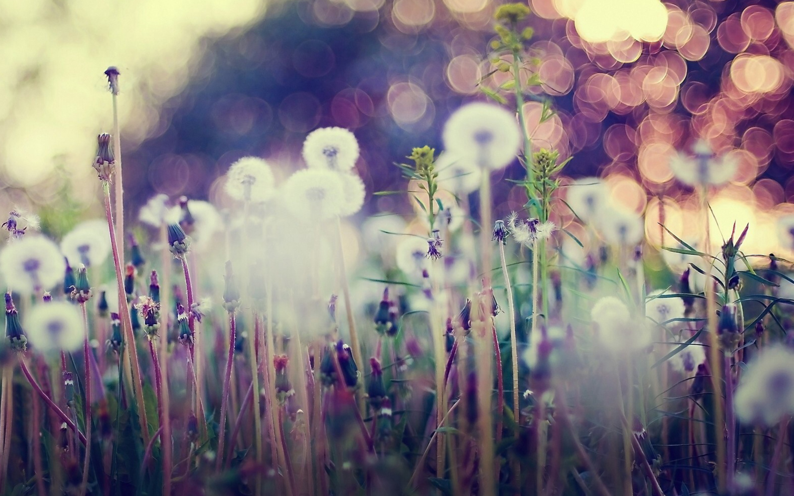 Screenshot №1 pro téma Flower Field And Beautiful Bokeh 2560x1600