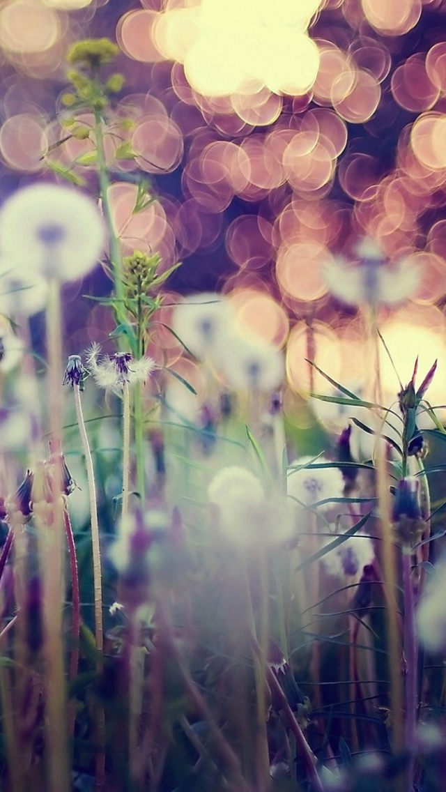 Fondo de pantalla Flower Field And Beautiful Bokeh 640x1136
