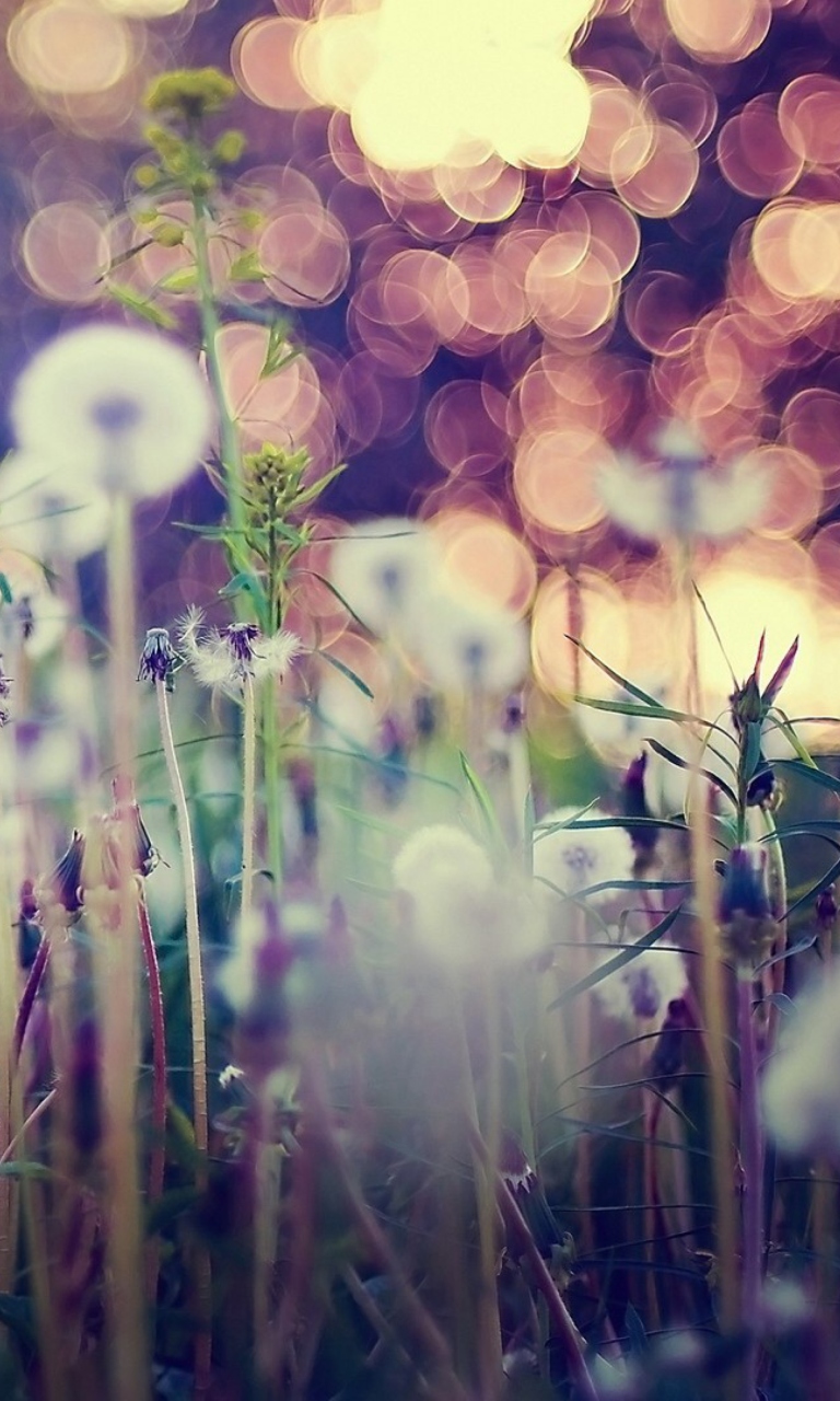 Flower Field And Beautiful Bokeh screenshot #1 768x1280