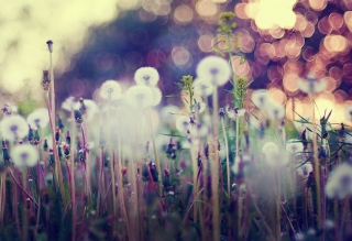 Flower Field And Beautiful Bokeh Wallpaper for Android, iPhone and iPad