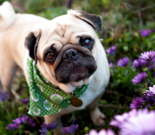 Cute Dog In Garden - Fondos de pantalla gratis para iPad 2