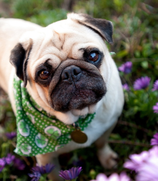 Cute Dog In Garden - Obrázkek zdarma pro iPhone 4S