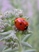 Sfondi UK Ladybird 132x176