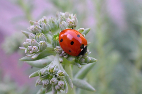 UK Ladybird screenshot #1 480x320